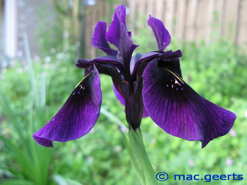 Iris chrysographes black form